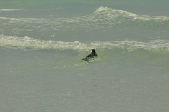 Iguana enfrenta as ondas de Tortuga Bay, na Ilha de Santa Cruz, em Galápagos